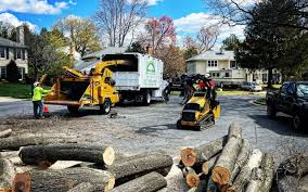 How Our Tree Care Process Works  in North El Monte, CA